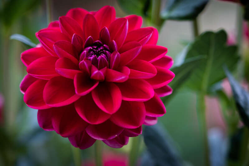 I'm really fond (almost surprised) at the way the color came out on this photo.  The photo was taken in the late evening on a cloudy day, so low flat light.  I also like the way the bloom appears to float.  Hope you like it also.