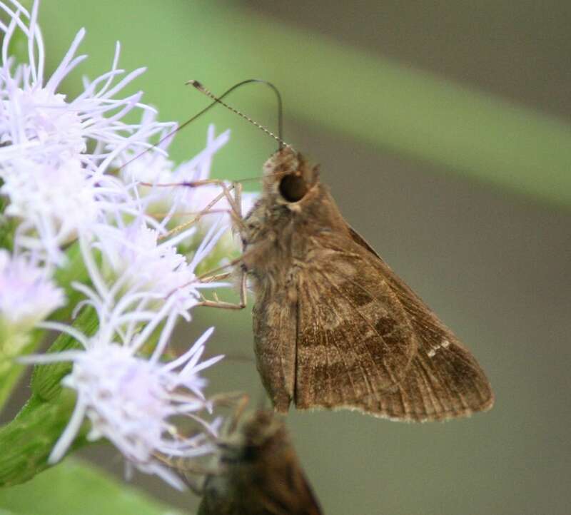 Fawn-spotted Skipper (Cymaenes trebius). Species of insect.
