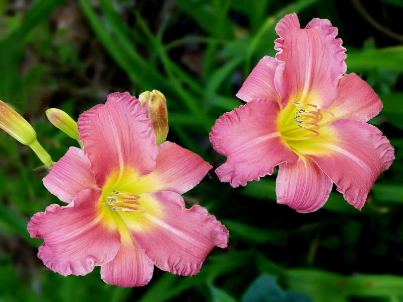 Daylily -- Hemerocallis 'Pink Playmate'