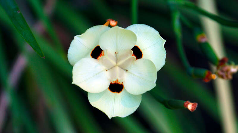 500px provided description: Dietes bicolor [#macro ,#flower ,#African Iris ,#Dietes bicolor]