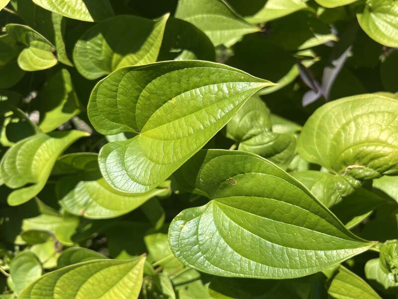 Dioscorea mexicana (D. macrostachya) leaves in Mounts Botanical Garden,West Palm Beach, Florida,USA