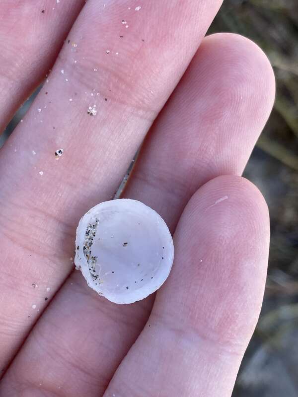 Cross-hatched Lucine (Divalinga quadrisulcata)
