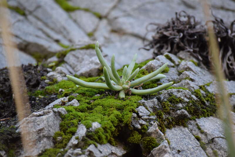 San Gabriel Mountains dudleya (Dudleya densiflora)