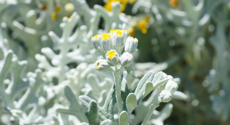 500px provided description: Dusty Miller [#macro ,#floral ,#plant ,#photography ,#Dusty miller]