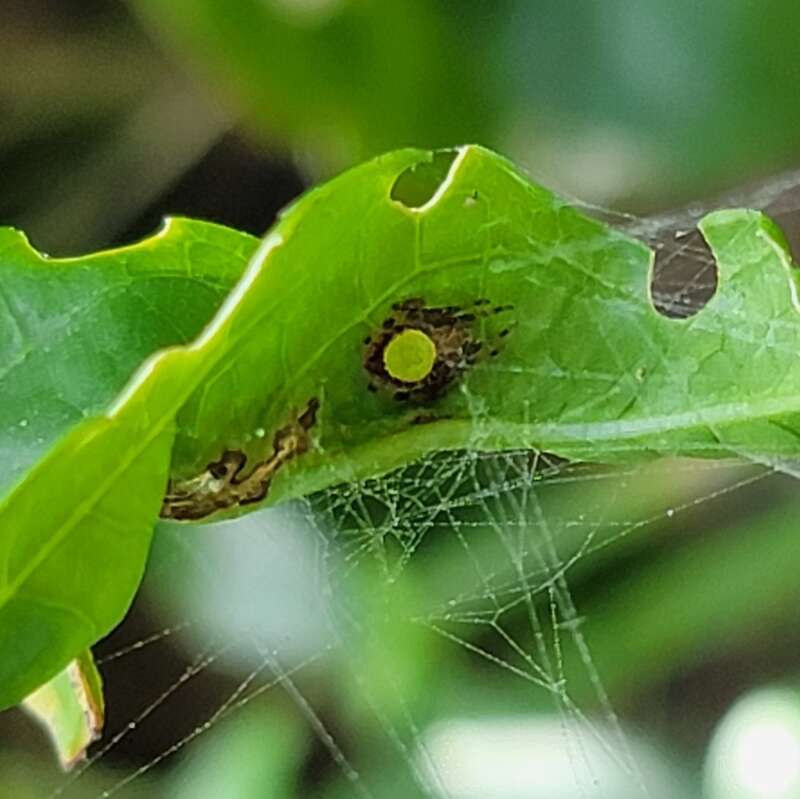 Tropical Orbweaver (Eriophora ravilla)