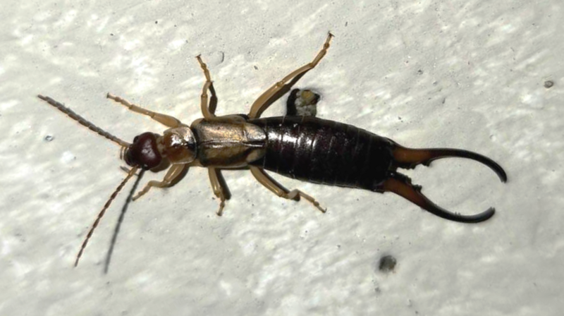 Male Forficula dentata in Redondo Beach, California.
