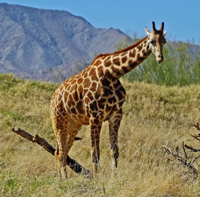 This giraffe was happily grazing in the meadow below the Santa Rosa Mountains.