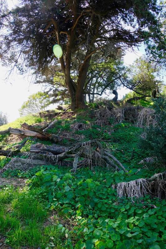 Trees near Murphy Windmill in San Francisco's Golden Gate Park in March 2018
