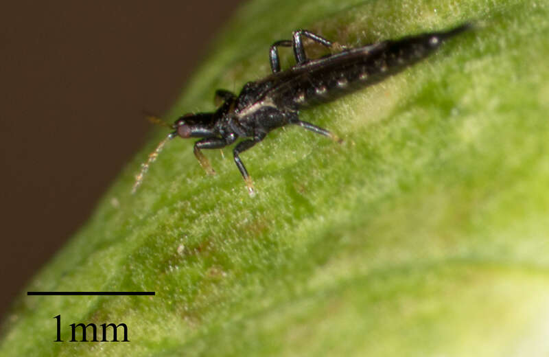 Cuban Laurel Thrips (Gynaikothrips ficorum) in the United States