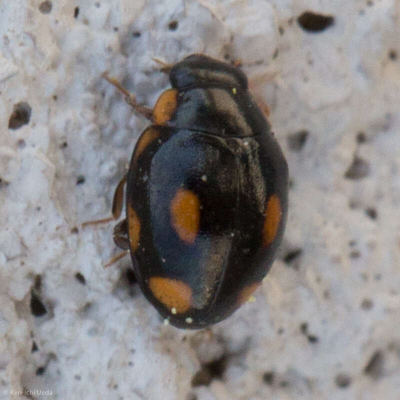 Four-eyed Sigil Lady Beetle (Hyperaspis quadrioculata) in the United States