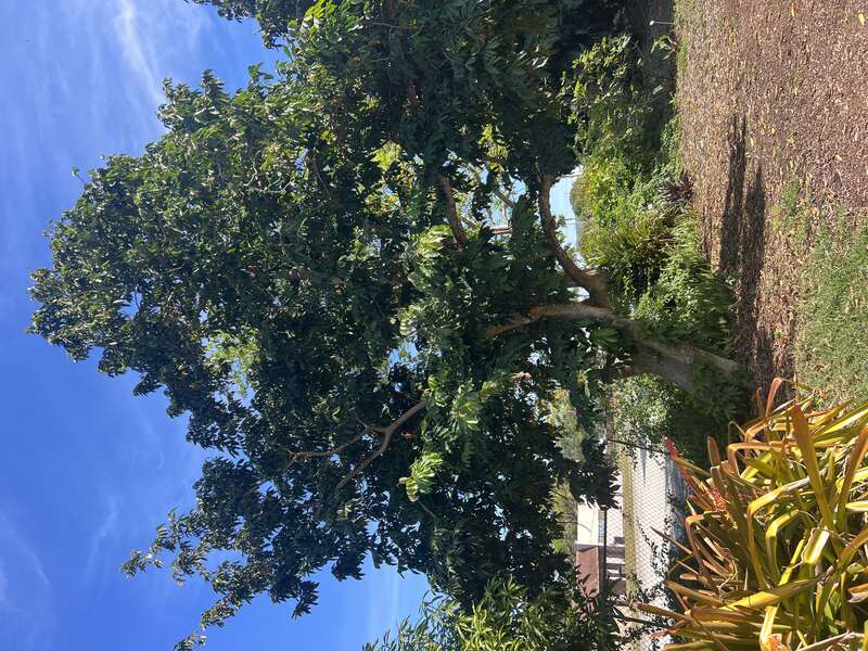 Inga edulis-Mounts Botanical Garden in West Palm Beach, Florida, USA