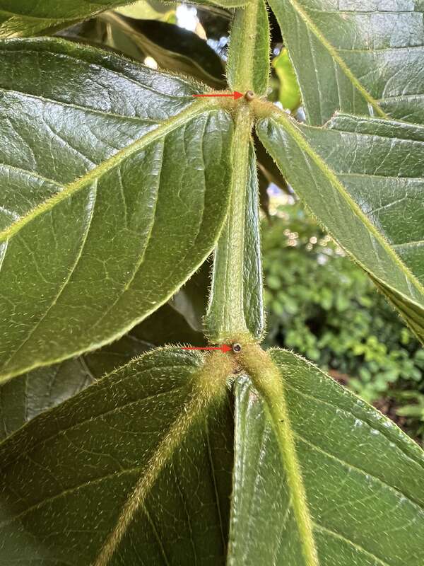 Inga edulis to show extrafloral nectaries, growing at Mounts Botanical Garden in West Palm Beach, Florida USA