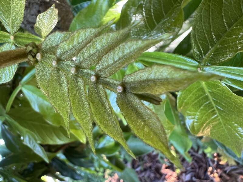 Inga edulis to show extrafloral nectaries, growing at Mounts Botanical Garden in West Palm Beach, Florida USA