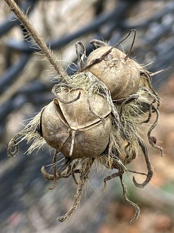 ivy-leaved morning-glory (Ipomoea hederacea)