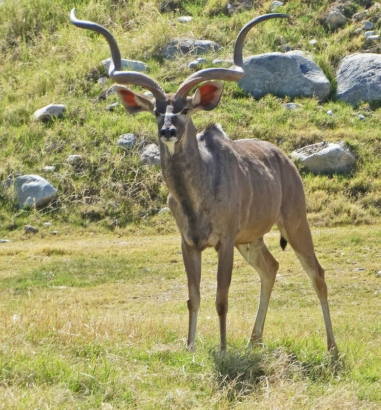 (1 in a multiple picture album)
I think the Kudu is one of the prettiest of African mammals.  Those horns are a work of art.  Note the sun coming through the thin membranes of his ears.  He has his eye on me for sure, too.