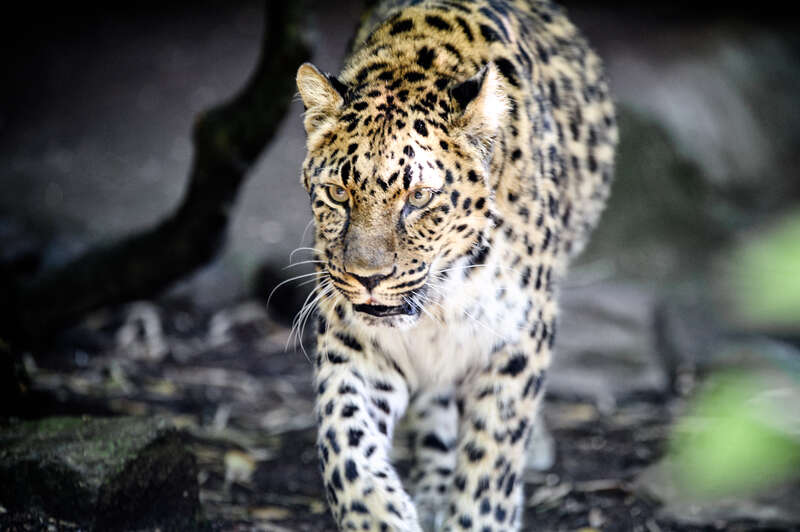 Leopard Approaching