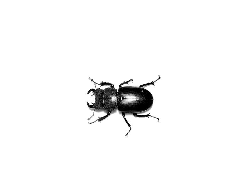 Photograph of an unidentified species of Lucanus captured in Provo, UT. Identified to family using Triplehorn, C. A. &amp;amp; Johnson, N. F. (2005) Borror and DeLong's Introduction to the Study of Insects, 7th Edition. Thomson Learning Inc.