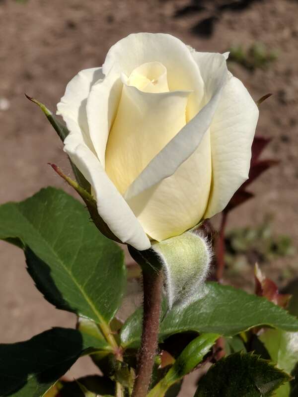 &quot;Moondance&quot; en:Floribunda (rose) photographed during the 2018 Maplewood Rose Festival in en:Maplewood Park in en:Rochester, New York