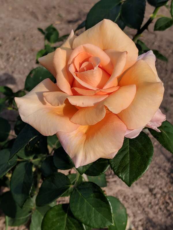 'Sunset Celebration' en:Hybrid tea rose photographed during the 2018 Maplewood Rose Festival in en:Maplewood Park in en:Rochester, New York