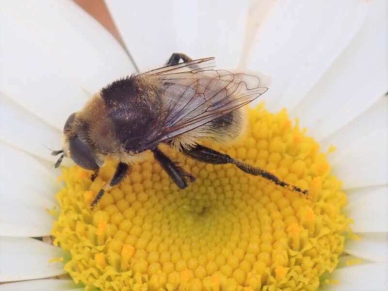 Narcissus Bulb Fly (Merodon equestris)