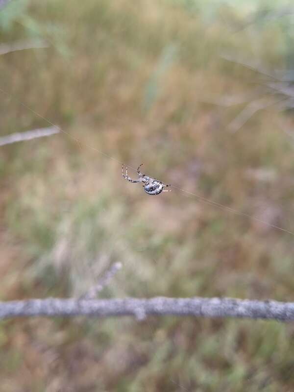 Orb weaver spider (Araneinae) -potentially Western Spotted Orbweaver (Neoscona oaxacensis)
