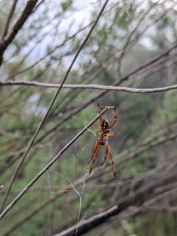 Orb weaver spider (Araneinae) -potentially Western Spotted Orbweaver (Neoscona oaxacensis)