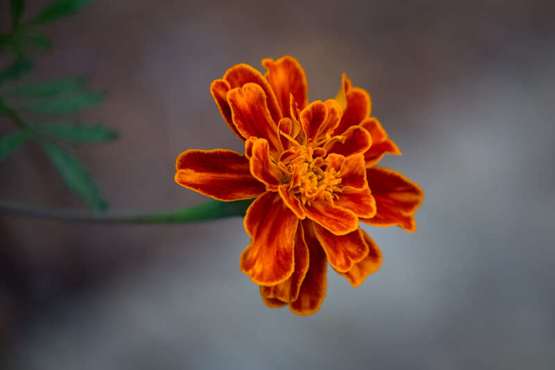 I've gotten a new lens for my birthday (a couple weeks early even) and I'm very happy with it.  It's a telephoto zoom so I've been taking pictures of all the wildlife I can find (chipmunks, rabbits, ducks, turtles and squirrels so far) and flowers.