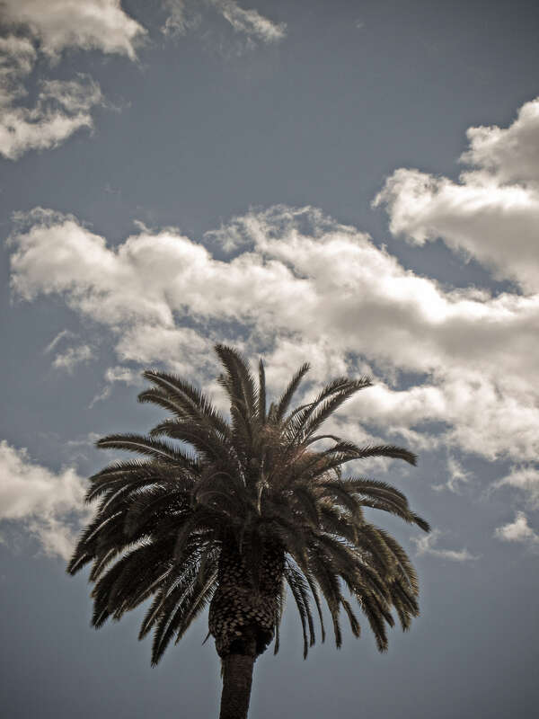 Palm and Clouds
