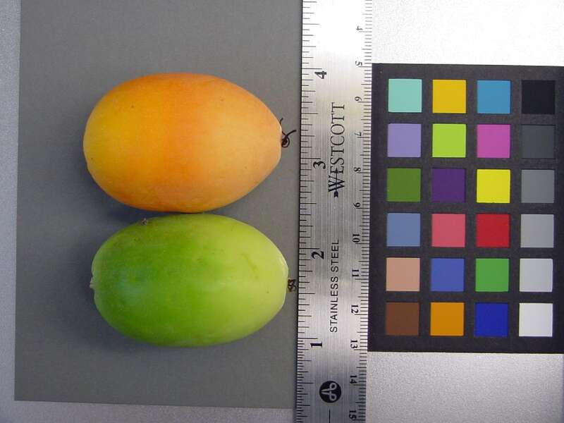 A ripe and unripe fruit with ruler and color reference. These were found under the tree, near the immature vine seedlings.  The gardeners keep the area under that tree clear and often arrange their day to eat lunch there.  It seems plausible that