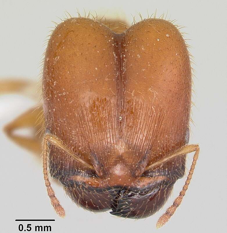 Head view of ant Pheidole spadonia specimen casent0104752.