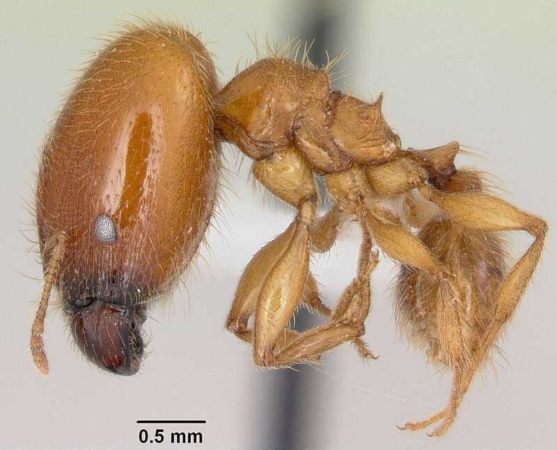 Profile view of ant Pheidole spadonia specimen casent0104752.