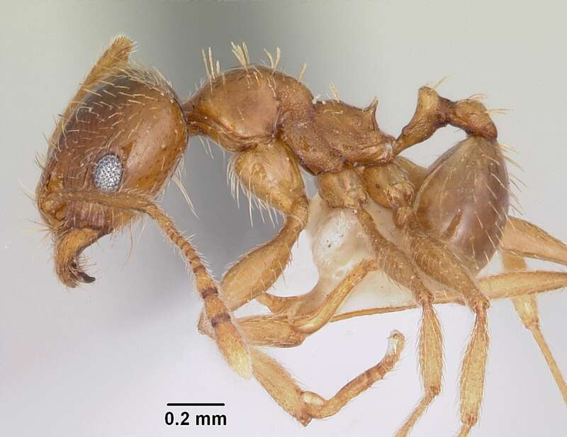 Profile view of ant Pheidole spadonia specimen casent0104753.