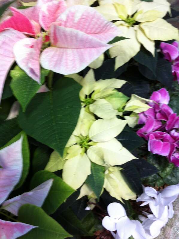 This image was taken at the Lincoln Park Conservatory in Chicago, IL