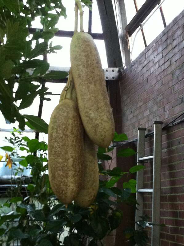 This image was taken at the Lincoln Park Conservatory in Chicago, IL