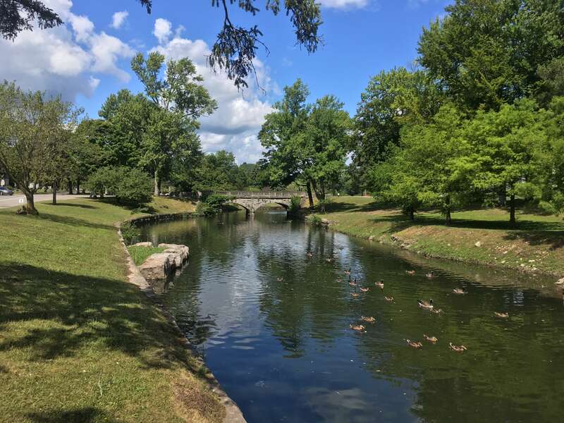 Groups of ducks and geese float along Scajaquada Creek inside Forest Lawn Cemetery.