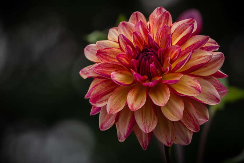 Dahlia at Dahlia Hill.

From an overcast evening in September.