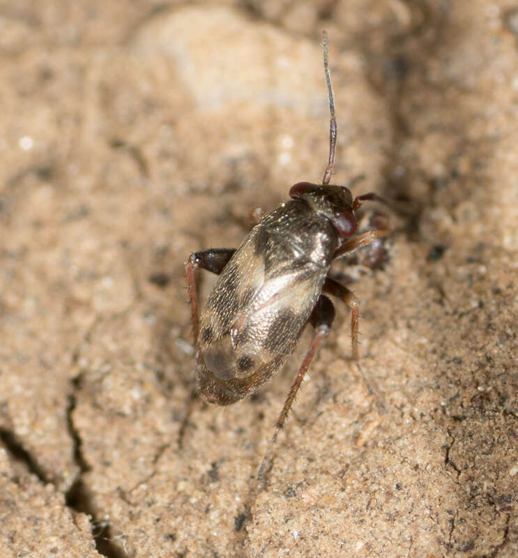 Photo of Spanagonicus albofasciatus uploaded from iNaturalist.