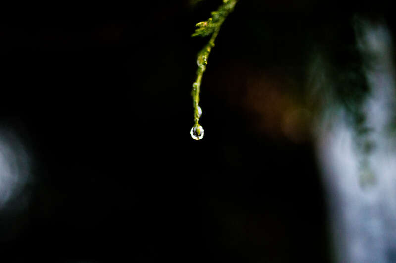 500px provided description: Charlottesville's cold turning into mild liquid. [#water ,#nature ,#rain ,#leaf ,#snow ,#ice ,#drop ,#drip ,#blizzard ,#twig ,#melt ,#driplet]