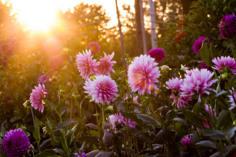 sunset dahlias
