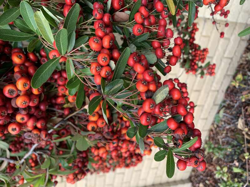 Toyon berries or Firethorn berries