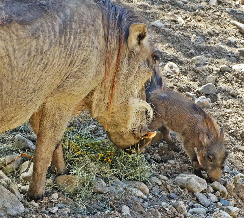 (1 in a multiple picture album)
This proud Mama Warthog had given birth days a few days earlier.  Her she is watching one of her twins as it explores the new world around him.