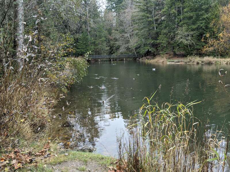 Derby Pond on Whatcom Creek, Bellingham, Washington.  The dam here keeps the water level high enough to serve the fish hatchery.
