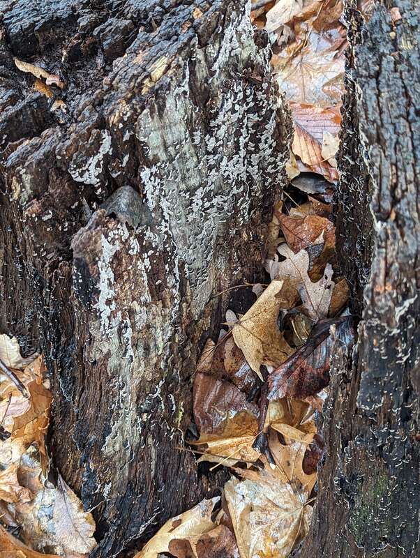 ceramic parchment (Xylobolus frustulatus)