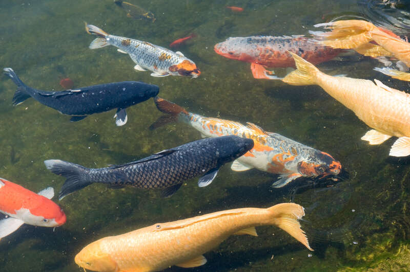 Koi fish