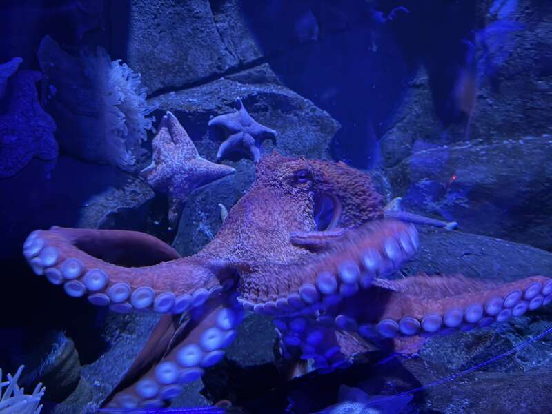 A Giant Pacific Octopus at the Adventure Aquarium in Camden, Camden County, New Jersey