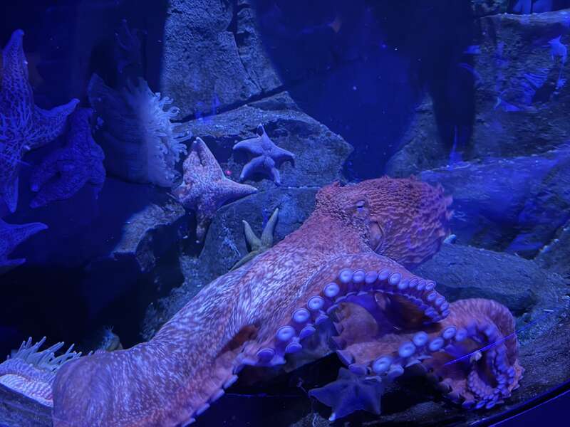 A Giant Pacific Octopus at the Adventure Aquarium in Camden, Camden County, New Jersey