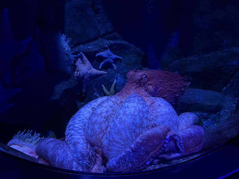 A Giant Pacific Octopus at the Adventure Aquarium in Camden, Camden County, New Jersey