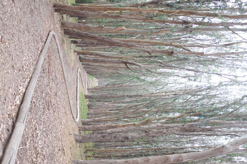 The Wood Line as created by Andy Goldsworthy in San Francisco