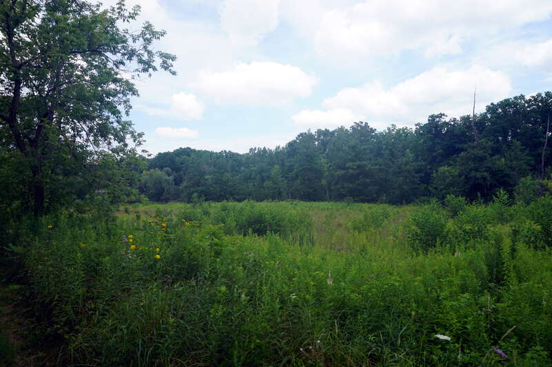 A view of a prairie from the Border-to-Border Trail in Ann Arbor, Michigan (United States).