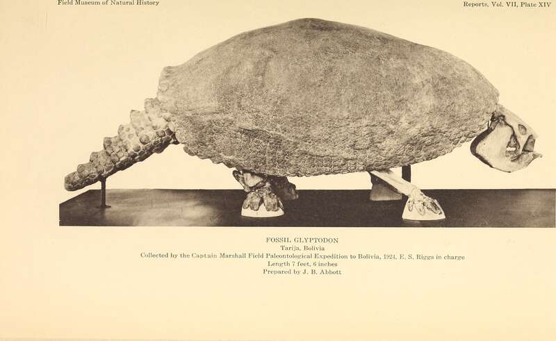 Title: Annual report of the Director to the Board of Trustees for the year ..
Identifier: annualreporto19261928fiel (find matches)
Year: 1906 (1900s)
Authors: Field Museum of Natural History
Subjects: Field Museum of Natural History; Natural